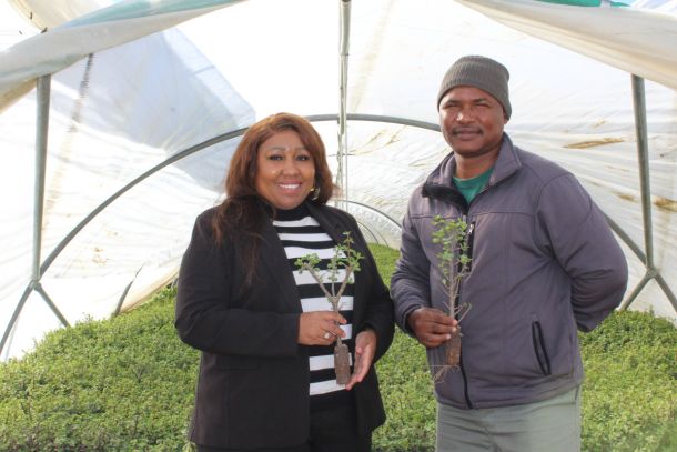 Spekboom Restoration Set to Restore the Local Economy